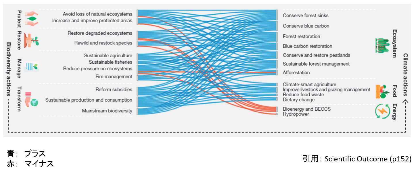 生物多様性の対策が、気候対策に与える影響。双方の対策に利点となることが多くある。左：生物多様性対策（保護、修復、管理、変革）、右：気候変動対策（生態系、食料、エネルギー）青い線はプラスの影響、赤い線はマイナスの影響を表す。