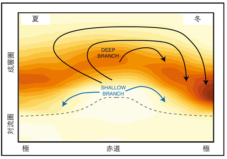 図1 成層圏(点線より上)で赤道域から極域に向かう大気の循環(矢印)。赤道付近で生成されたオゾンが大気の循環で中高緯度域に運ばれることがわかる。陰影はオゾン濃度を表し、濃い色ほどオゾンが多いことを意味する。WMO (2014)のFigure 4-7を元に作成。