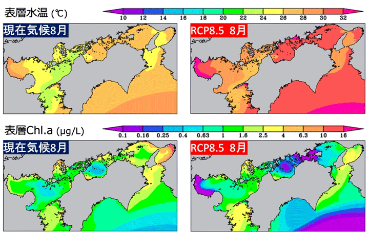 図2 現在気候(20世紀末)と将来気候(21世紀末)における、8月の瀬戸内海表層の水温と植物プランクトン(Chl.a)濃度。最も昇温傾向が強い気候シナリオ(RCP8.5)では、夏~秋に内海中央部や湾奥部において30℃を超える高水温となり、植物プランクトンの増殖が阻害されて一次生産が低下することを示唆している。(提供:東博紀氏(国環研))