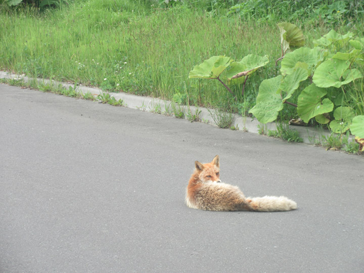 おまけ写真 ステーションへ向かう道中にいた警戒心のないキツネ。関東地方ではめったに見られない光景でした
