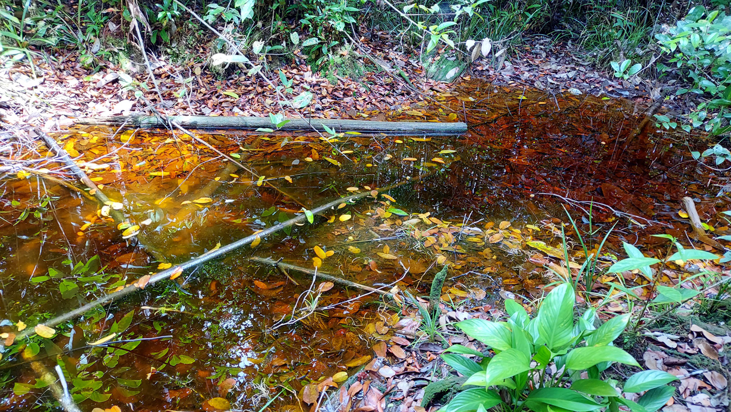 写真5 あちこちに見られた水たまりの一つ。水が茶褐色なのは、植物遺骸からフミン酸(腐植酸)が溶け出しているためである。