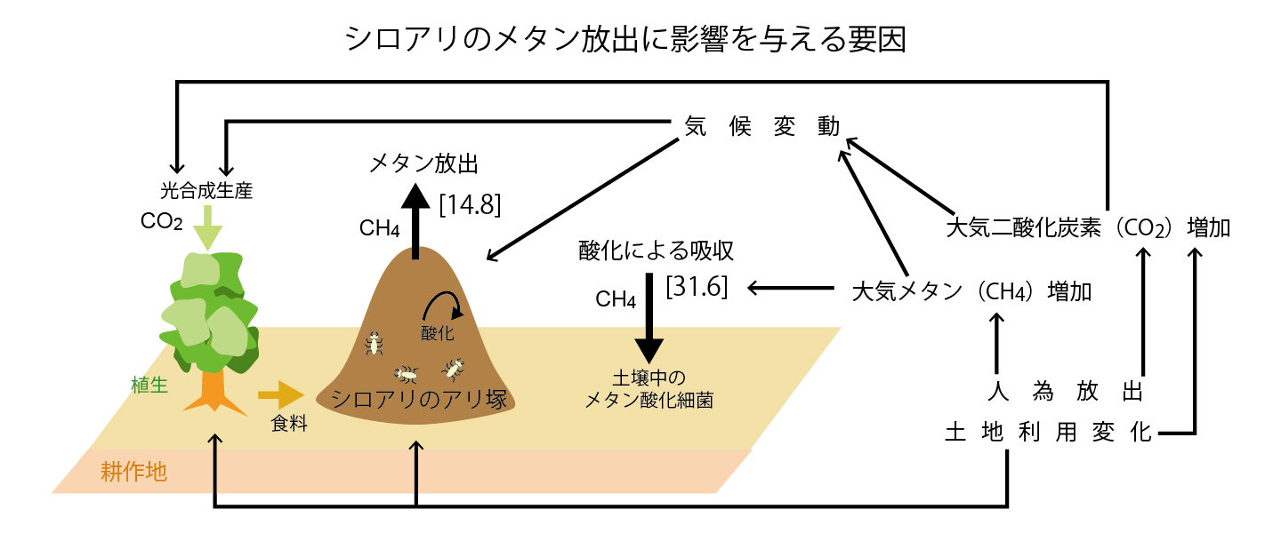 図1　(a)シロアリによるメタン放出量に影響を与える要因の概要。[ ]内の数字はグローバルな放出および吸収量の合計（年あたり百万トン・メタン）。