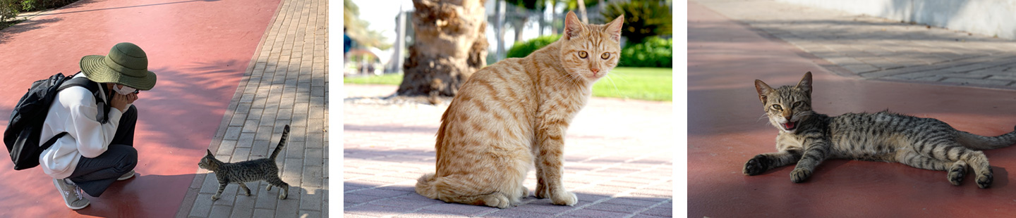 写真24,25,26 (おまけ)ドバイでもいたるところにいた猫。カメラを向けると近づいてくるが、もちろん触らず、適切な距離を保ちつつ…(写真提供(左):佐伯)