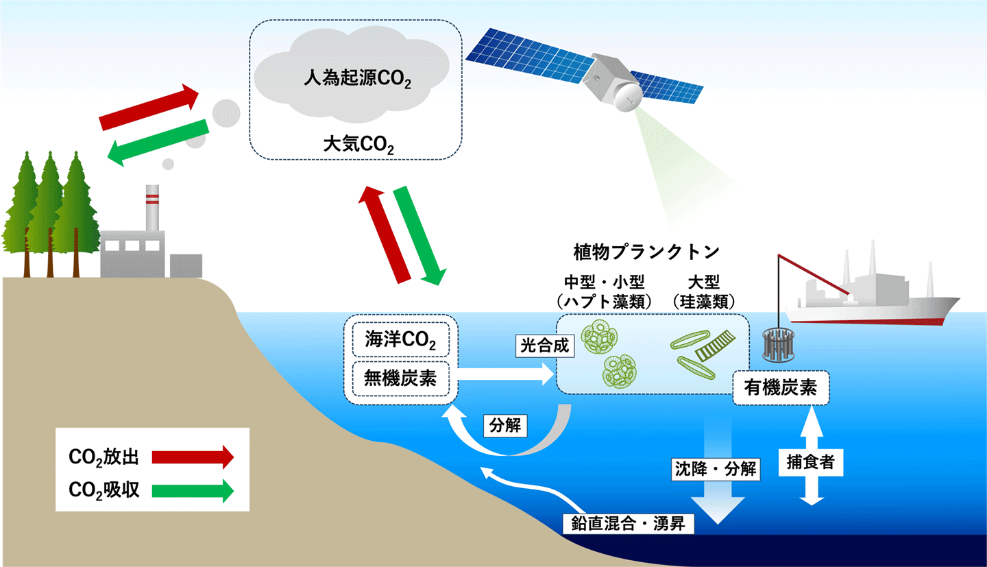 図2:研究推進係に作成いただいた本研究で扱う植物プランクトンを中心とした海洋炭素循環の概要を示すポンチ絵
