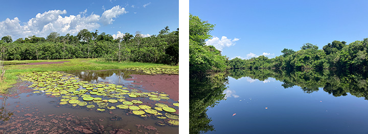 写真1と2:マナウス市街からボートで1時間、熱帯雨林帯にあるParque Ecologico Janauariというエコロジカル・パークの池と周辺の支流。