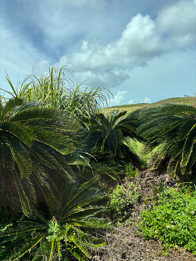 写真：波照間島の自然