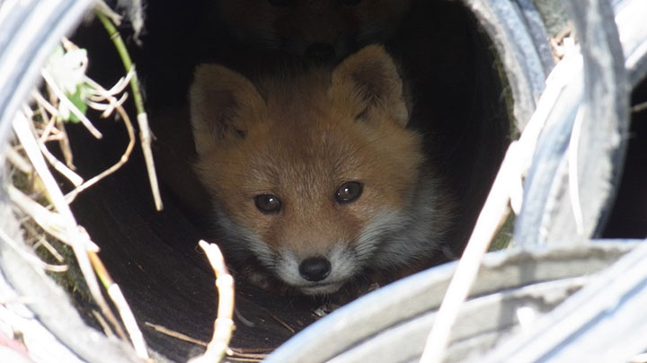 写真3;ステーション側に住んでいたキタキツネ。(2011/5/19撮影)