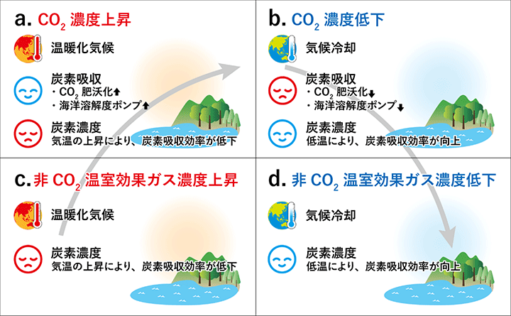 図1. (a) CO2濃度の上昇、(b) CO2濃度の低下、(c) 非CO2温室効果ガス濃度の上昇、(d) 非CO2温室効果ガス濃度の低下が、気候と炭素循環に与える影響の模式図。