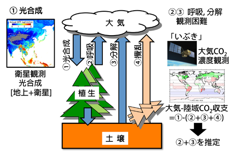 fig. 炭素循環の概要