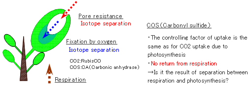 Figure 8: Studying methods to separate photosynthesis and respiration
