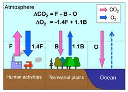 Figure 3: Exchange of O2 and CO2s among the atmosphere, terrestrial plants, the ocean and human activities