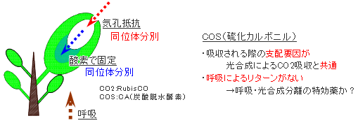 光合成量と呼吸量を区別する方法の検討
