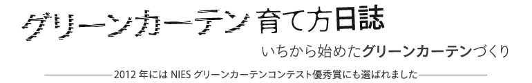 グリーンカーテン育て方日誌 いちから始めたグリーンカーテンづくり